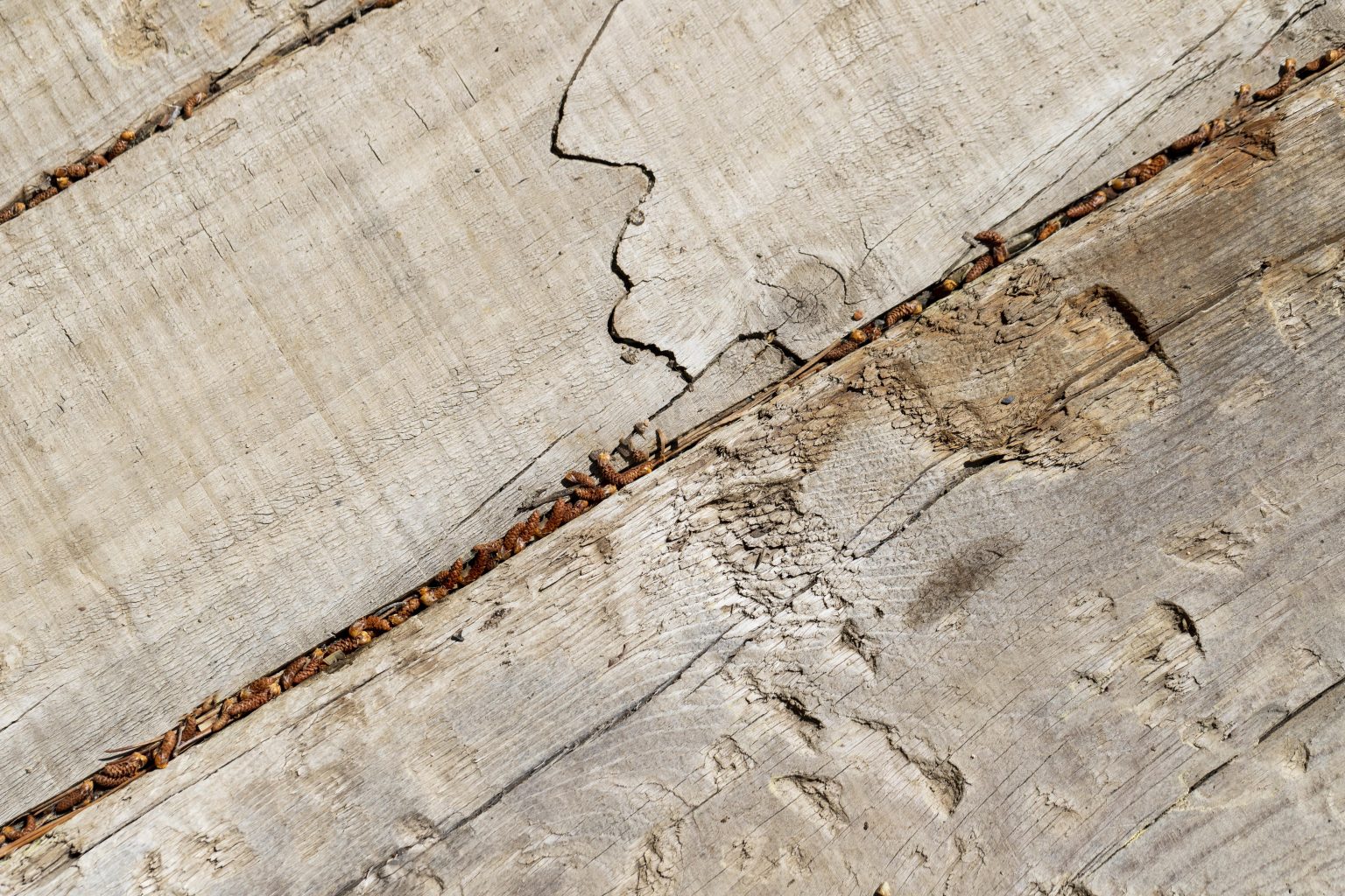 Does Home Insurance Cover Termite Damage